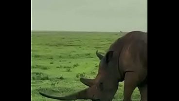 Rhino with the longest horn you’ve ever seen
